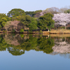 ときわ公園の桜＿３３