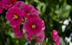 タチアオイ・１