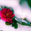 山茶花・５