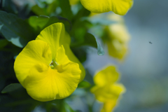 パンジー・４３