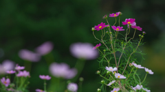 秋桜・１９
