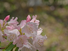 石楠花・１９