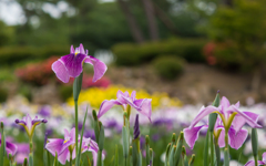 花菖蒲・２＿３
