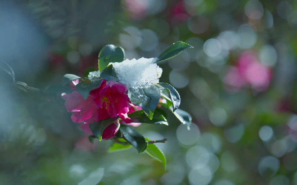 山茶花＿１４