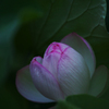 夜明けの孫文蓮・３＿１