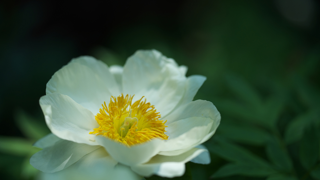 芍薬・１＿９