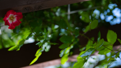 シェリー　メイディランド