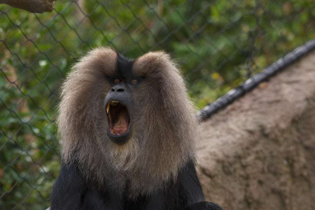 シシオザル・２