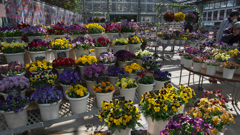 パンジー ・１９＿６