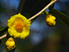 金茶花３