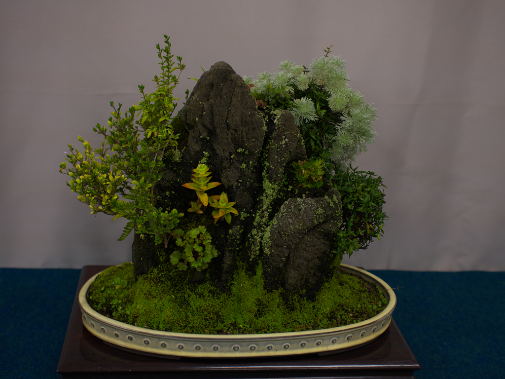 山野草・１４