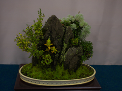山野草・１４