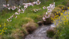 桜・３１＿１０