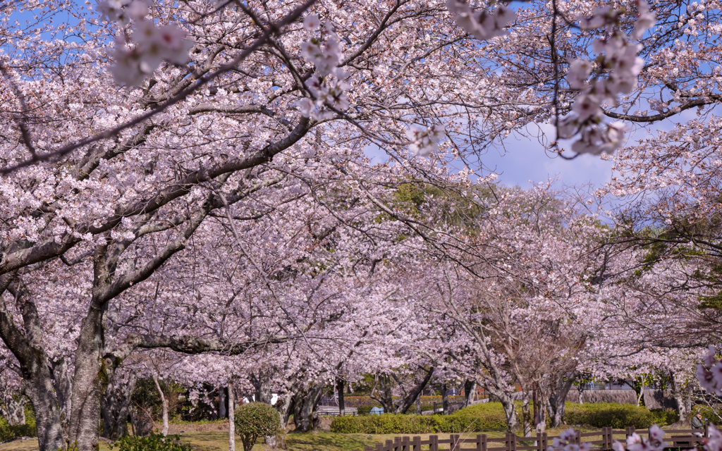 桜・５＿１