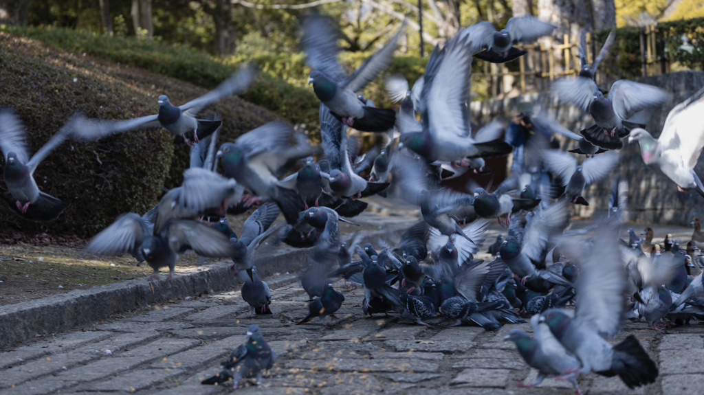 鳩・３＿２