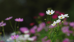 秋桜・９