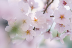 桜・２＿２