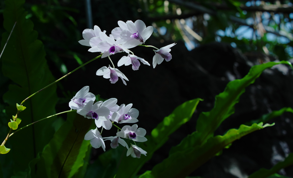 デンドロビウム　ウィリアムシアナム