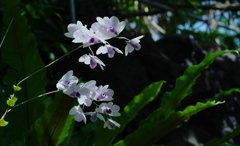 デンドロビウム　ウィリアムシアナム