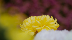 菊　花＿６