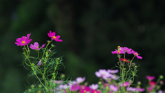 秋桜・６