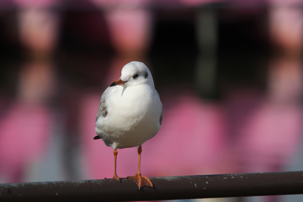 ユリカモメ・２０