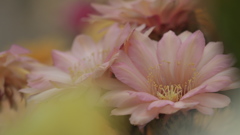 サボテンの花３０＿５