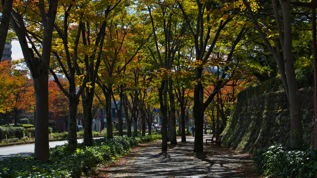 パークロードの紅葉・１７