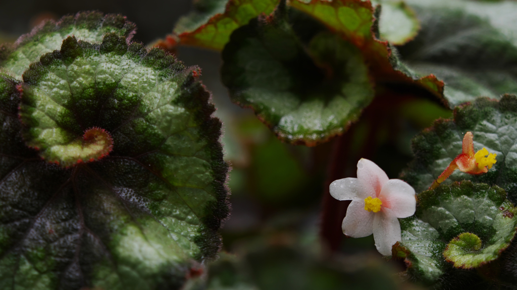 レックスベゴニア　エスカルゴ