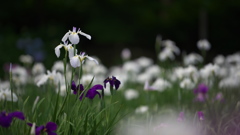 花菖蒲３０＿１８