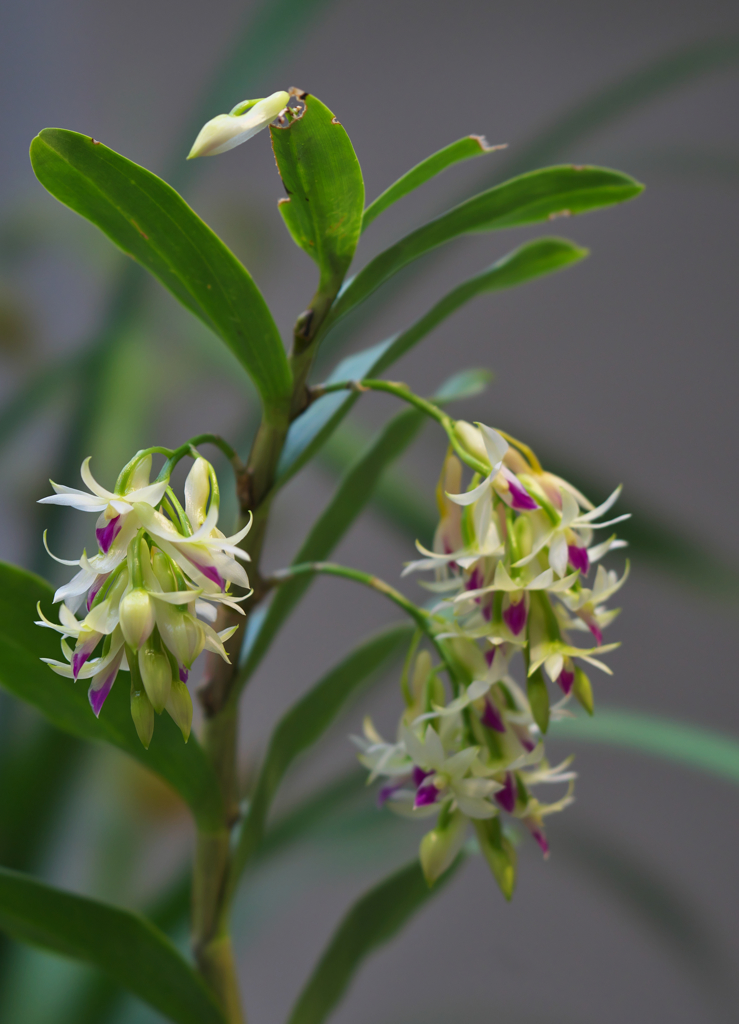 amethystoglossum