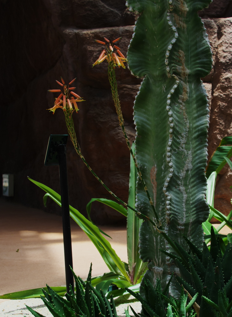 アロエ　ディコトマ