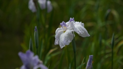 花菖蒲３０＿３５ 月の浜辺（つきのはまべ）