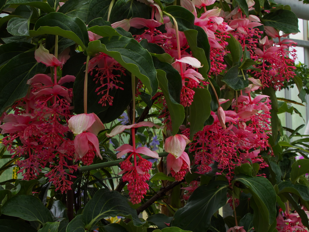 メディニラ　マグニフィカ