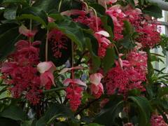 メディニラ　マグニフィカ