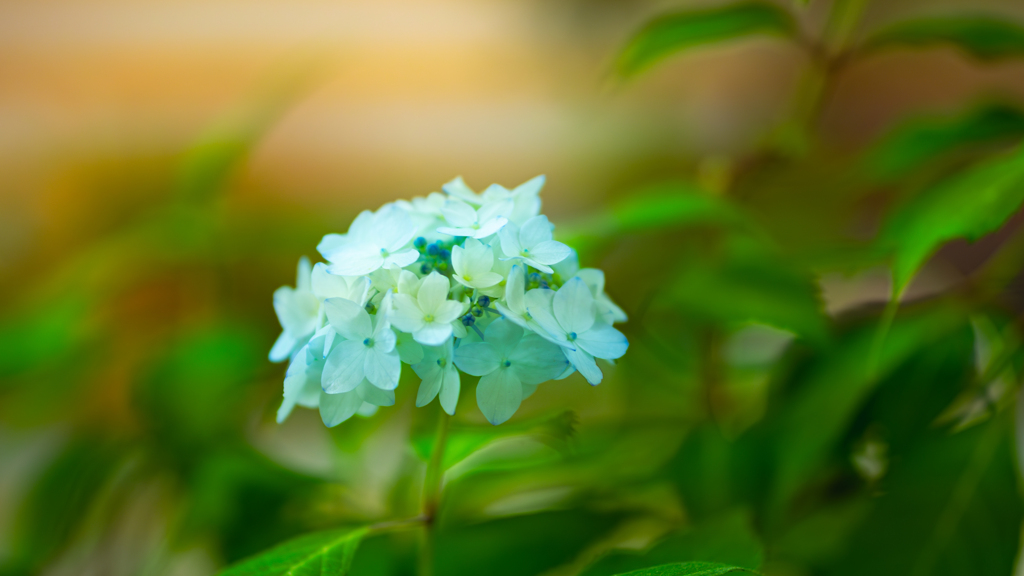 白い花＿２６