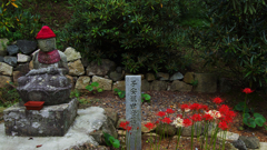 彼岸花・２９