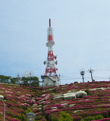 大平山 山頂公園のツツジ＿１９・２