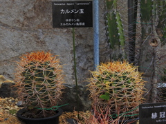 サボテン・１５