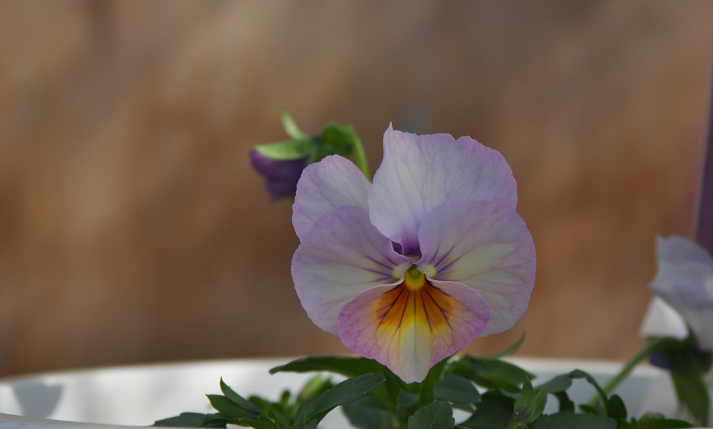 ビオラワールド