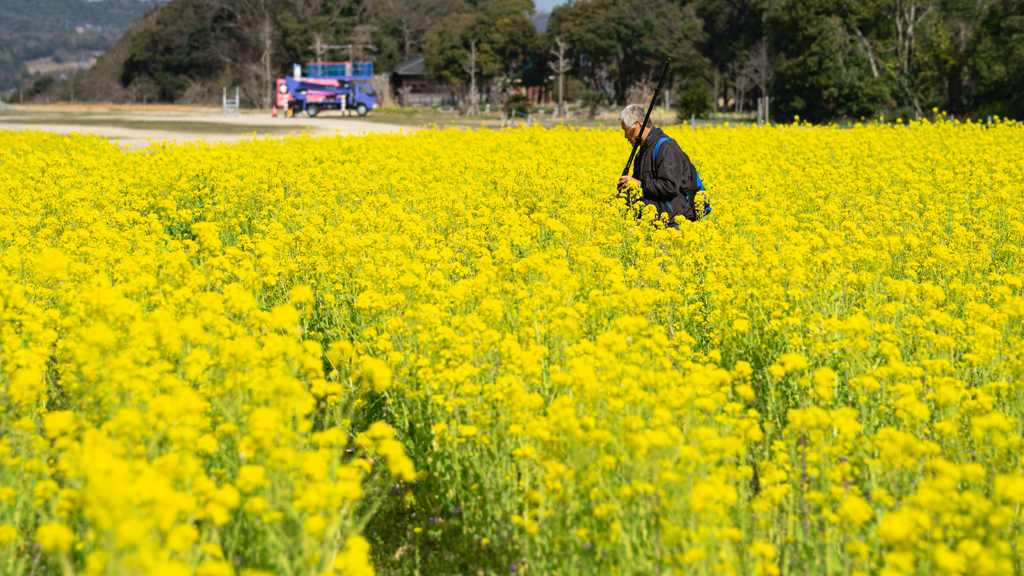 菜の花＿６