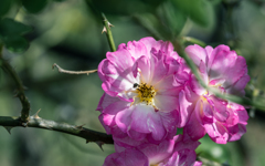 秋薔薇＿４