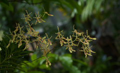 レナンセラ　シトリナ