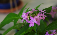 山アジサイ展・１＿２