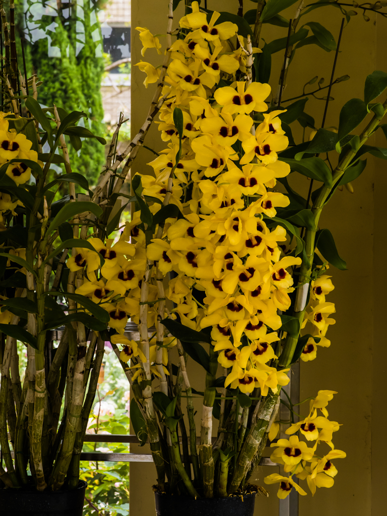 デンドロビウム　ガットン　サンレイ