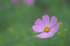 秋　桜・１＿４1