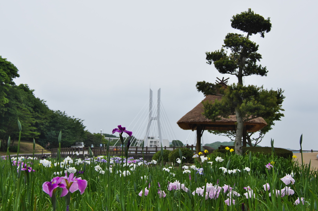 花菖蒲３０＿１