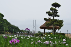 花菖蒲３０＿１