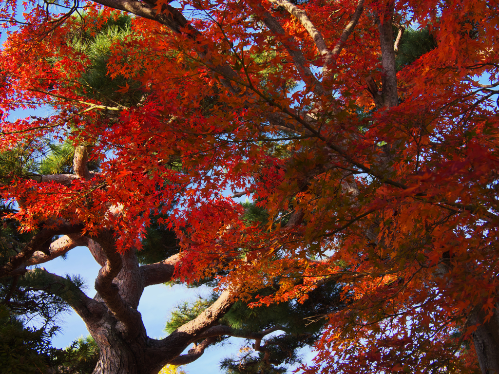 紅葉探索・２８