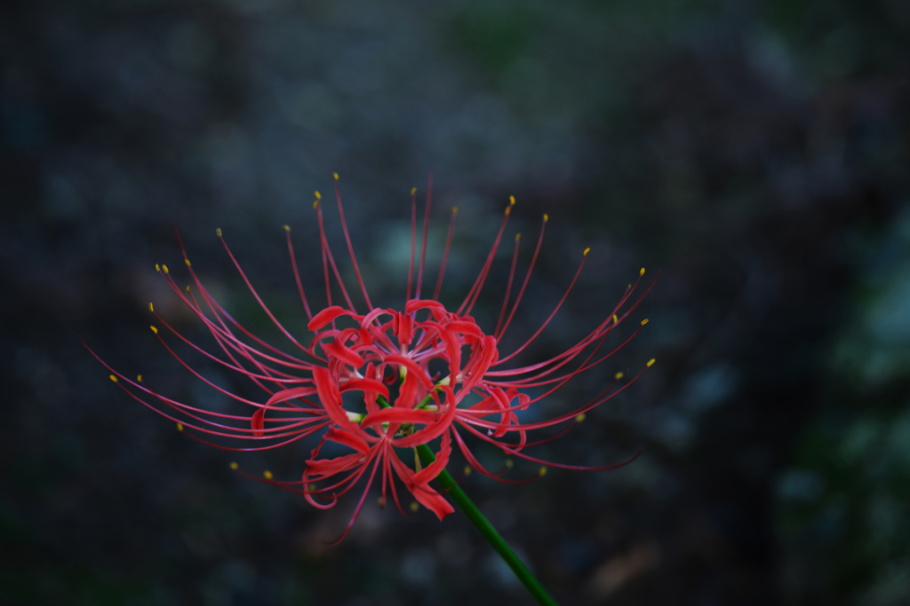 彼岸花１＿３０